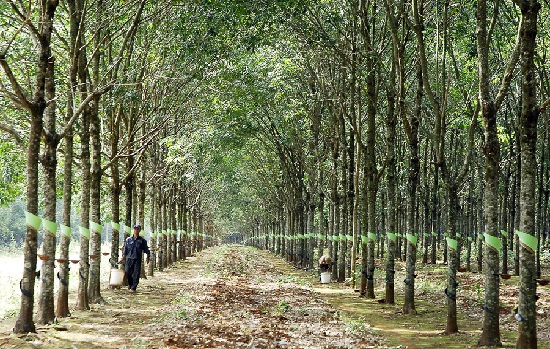Giá cao su giảm sâu, làm gì để người trồng không &apos;tháo chạy&apos;?